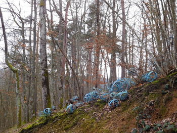 Bare trees in forest