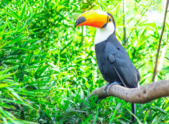 Close-up of a bird perching on grass