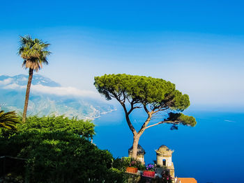 Palm trees against blue sky