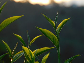 green