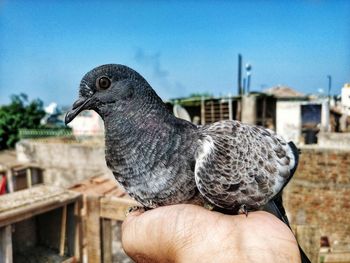 Close-up of a hand holding a bird