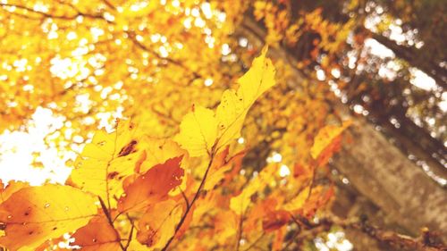 Close-up of autumn leaves