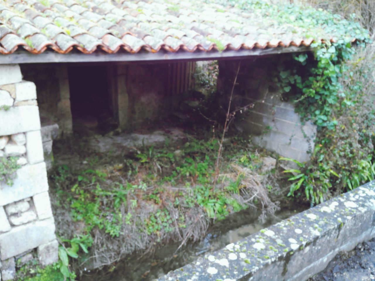 architecture, built structure, building exterior, water, house, wall - building feature, day, outdoors, building, residential building, plant, tree, no people, growth, stone wall, high angle view, residential structure, roof, reflection, brick wall