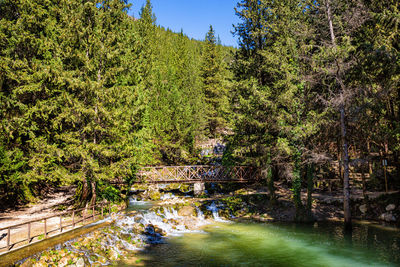 Scenic view of river amidst trees in forest