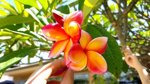 Close-up of flowers blooming