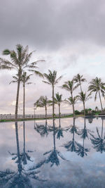 Scenic view of palm trees against sky