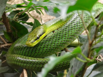  close-up of green snake on branch