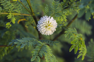 A flower from the round and beautiful mimosa pudica tree.