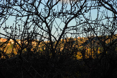 Low angle view of bare trees against sky