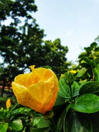 Close-up of yellow flowering plant