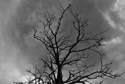 Low angle view of bare tree against sky