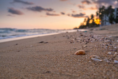 Close-up of shells on beach against sky during sunset