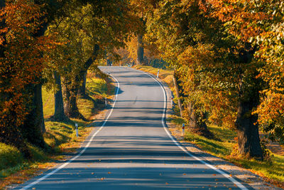 Empty road along trees