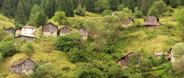 Panoramic view of trees and houses in forest