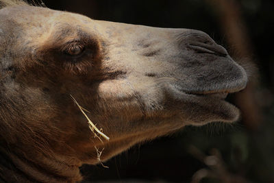 Close-up of camel on sunny day