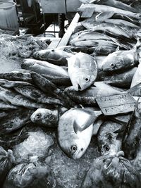 Fish for sale in market