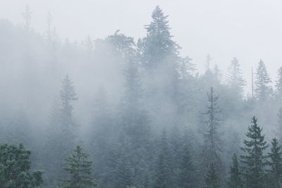 Pine trees in forest during foggy weather