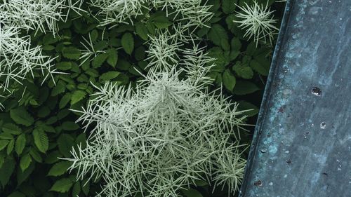 High angle view of plants