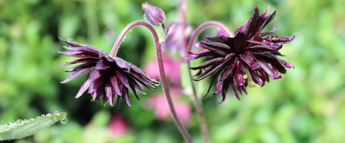 Close-up of purple flowering plant