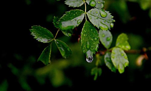 Close-up of raindrops on leaves