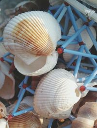 Close-up of seashell