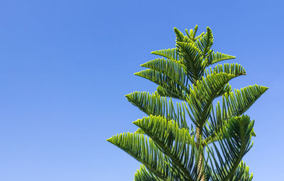 Low angle view of palm tree against clear blue sky