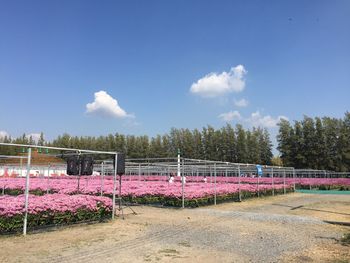 Plants growing on field against sky