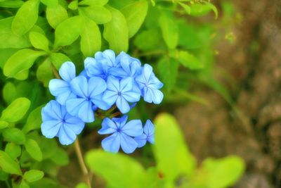 Close-up of blue flowering plant