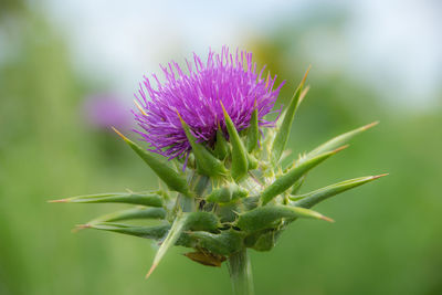 Close-up of thistle flower