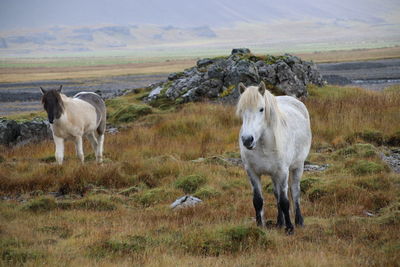 Wild horses in the wild land