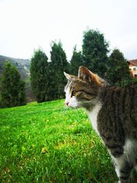 Cat lying on a field