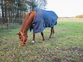 Horse standing on field