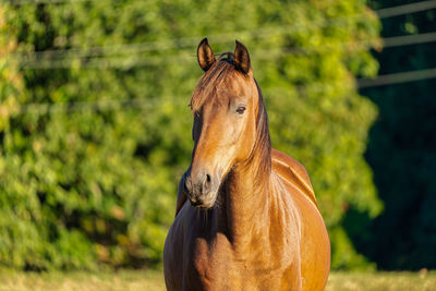 Red horse portrait on green pasture on a summer day.