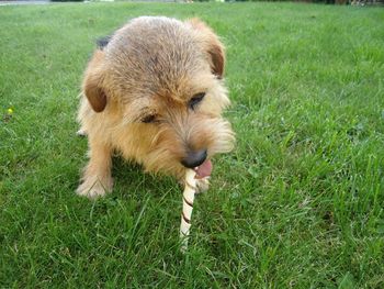 High angle view of a dog on field