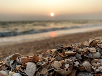 Close-up of shells on beach against sky during sunset