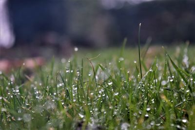 Close-up of fresh grass in field