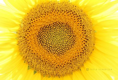 Close-up of sunflower