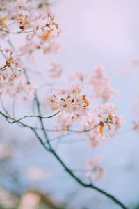 Close-up of pink cherry blossoms