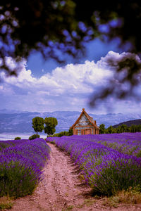 With color purple, famous for its aromatic lavender fields, lavender haven in turkey kuyucak village