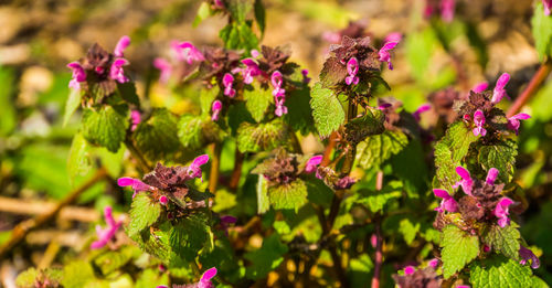 Close-up of pink flowers