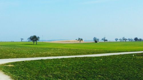 Scenic view of grassy field against clear sky