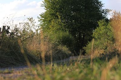 Trees on field against sky