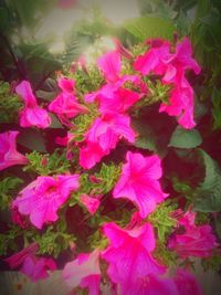 Close-up of pink flower