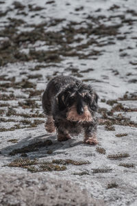 View of a dog on field
