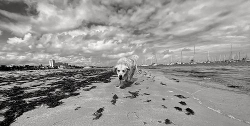 View of a wet golden on a beach with a dramatic sky 