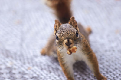 Close-up portrait of squirrel eating