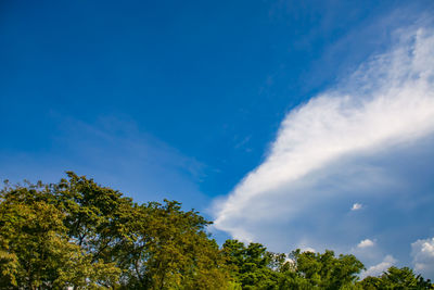 Low angle view of trees against blue sky