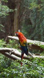 Bird perching on branch