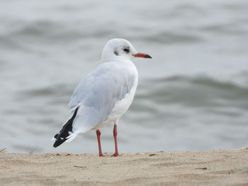 Seagull perching on a beach