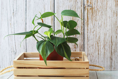 Close-up of potted plant on table